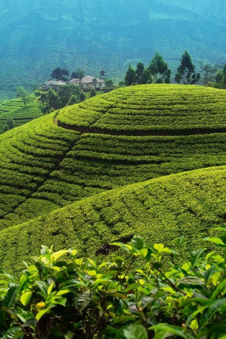 Ceylon Tea